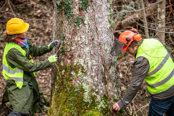 How Our Tree Care Process Works  in  South Burlington, VT