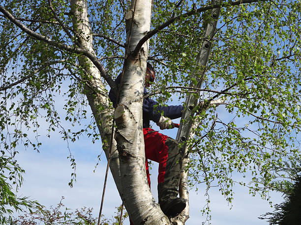 Best Commercial Tree Removal  in South Burlington, VT